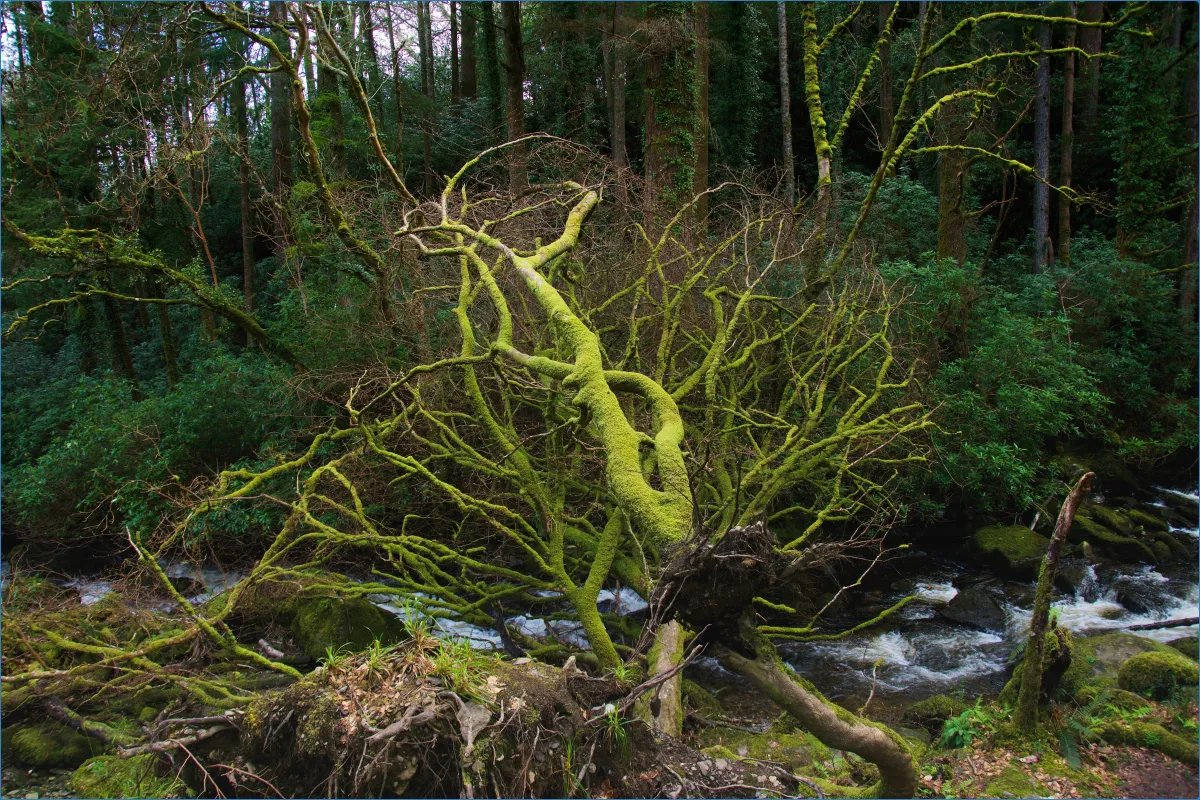 Killarney National Park