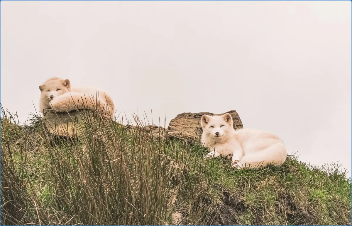 Wild Ireland