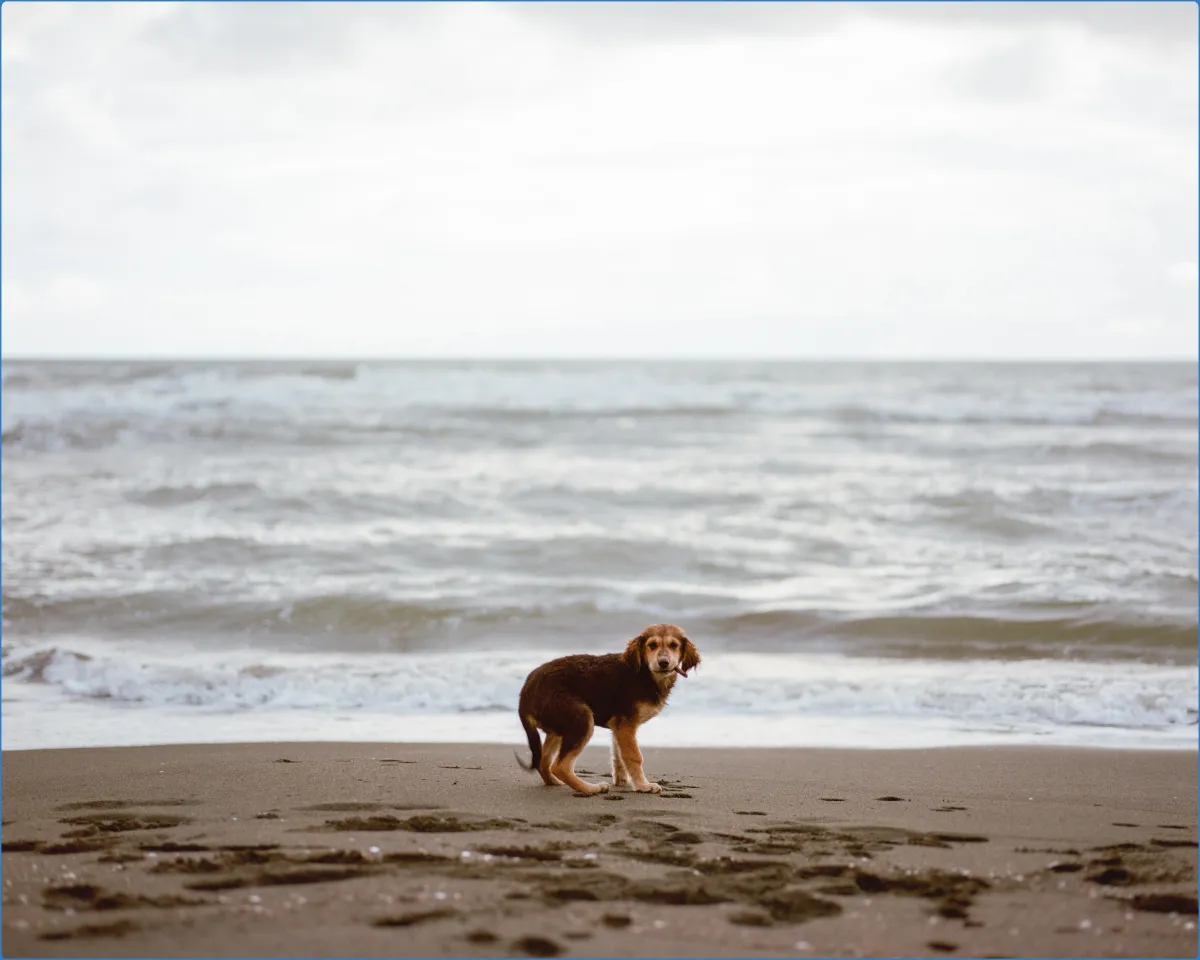 Dog's Bay Beach