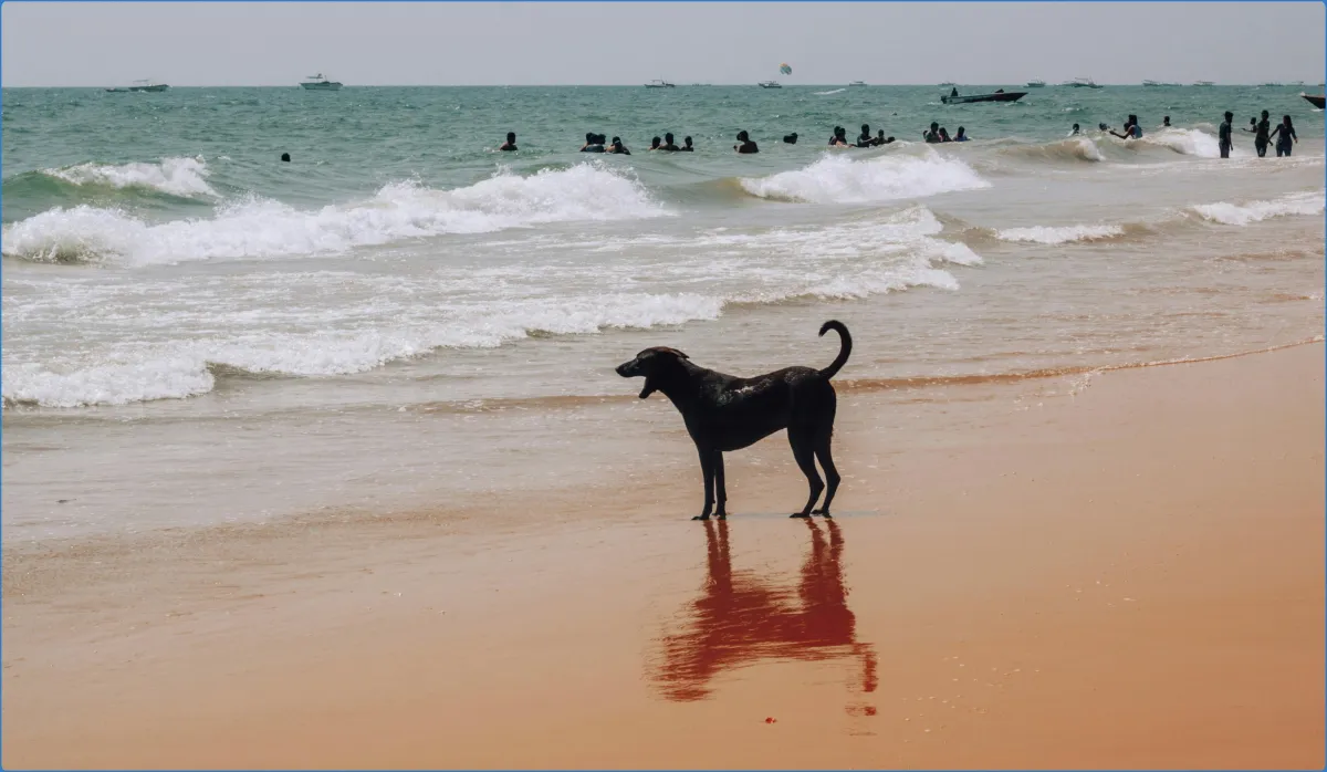 Dog's Bay Beach