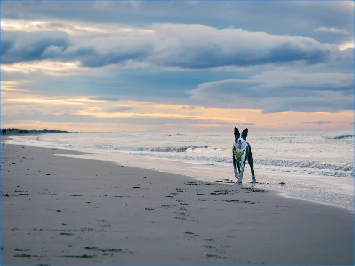 Dog's Bay Beach