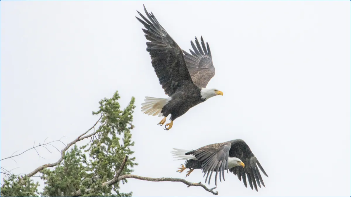 Eagles Flying