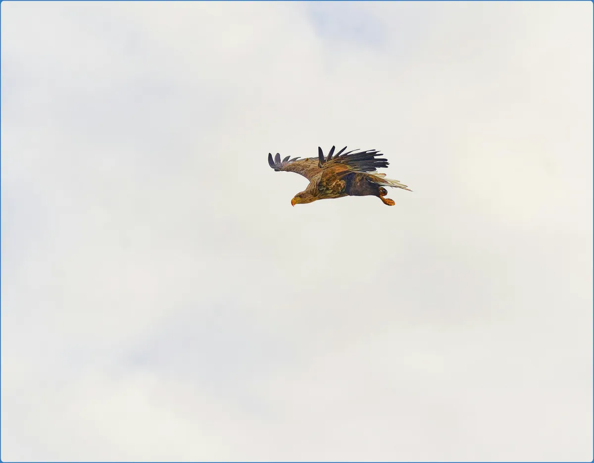 Eagles Flying