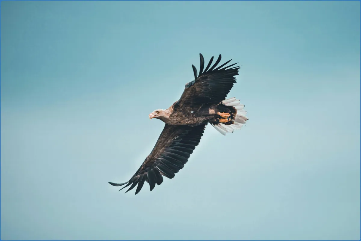 Eagles Flying