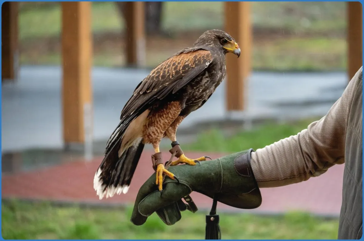 Falconry Kerry