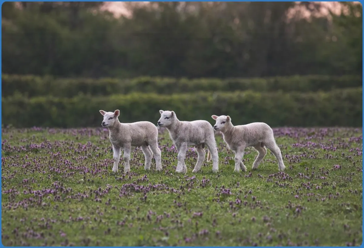 Killary Sheep Farm