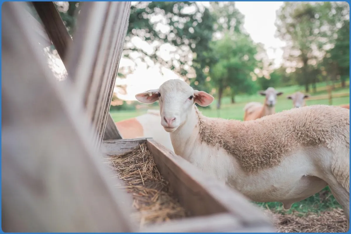 Killary Sheep Farm
