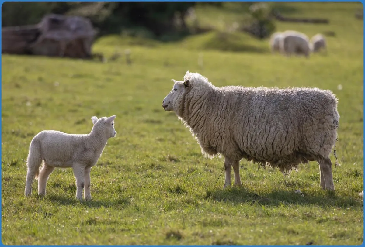 Killary Sheep Farm