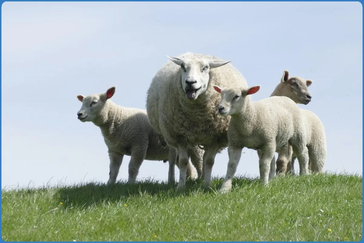 Killary Sheep Farm