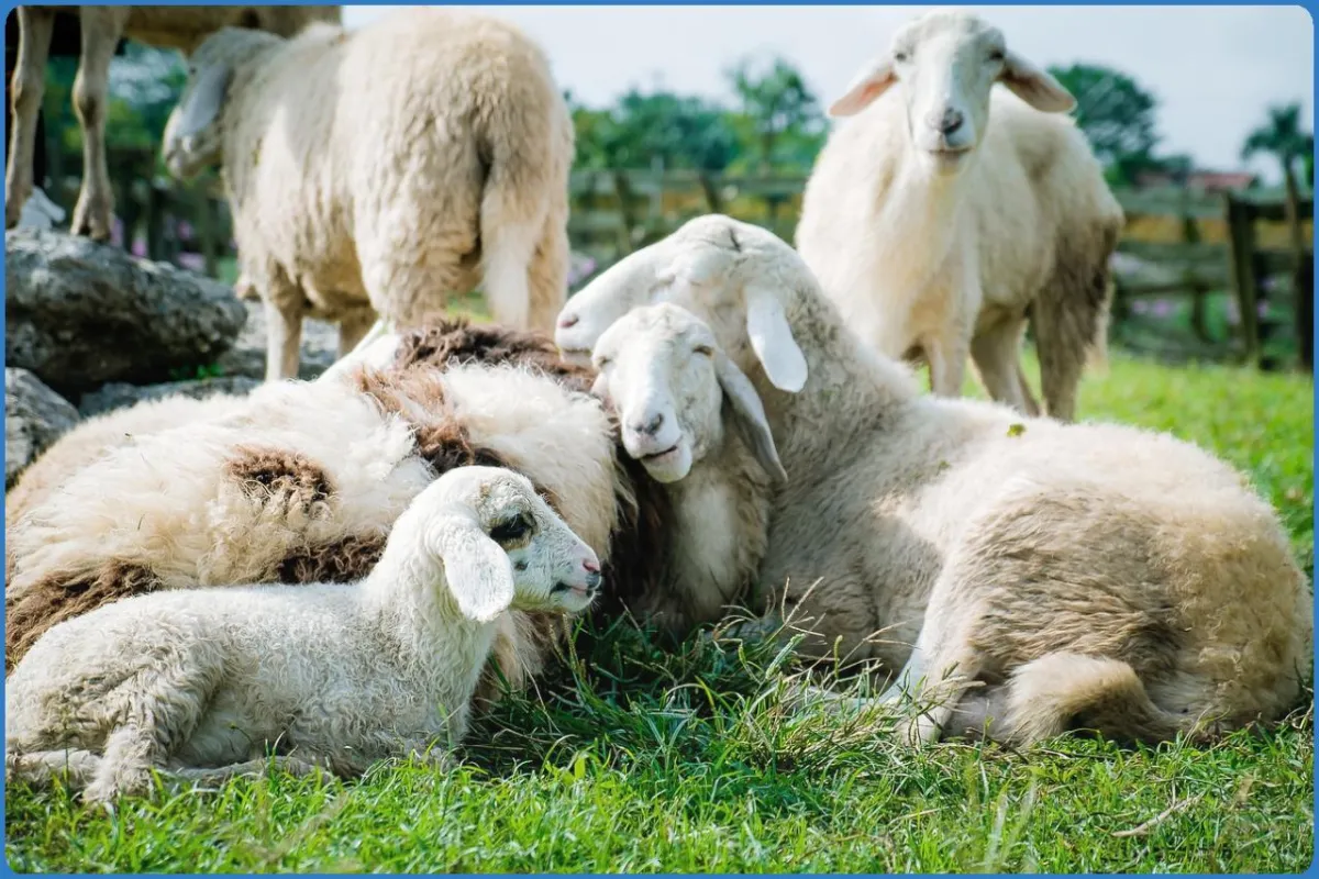 Killary Sheep Farm