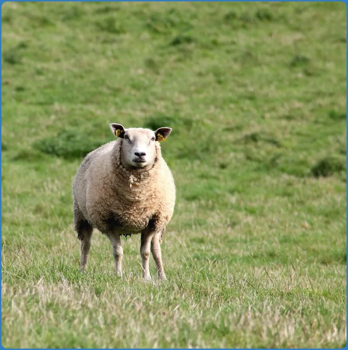 Killary Sheep Farm