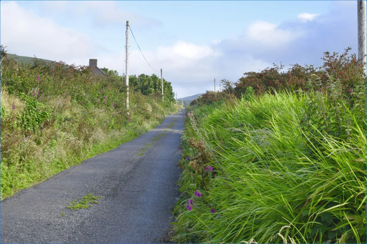 Kingdom Falconry - Dingle