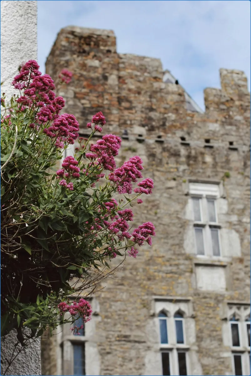 Kingdom Falconry - Dingle