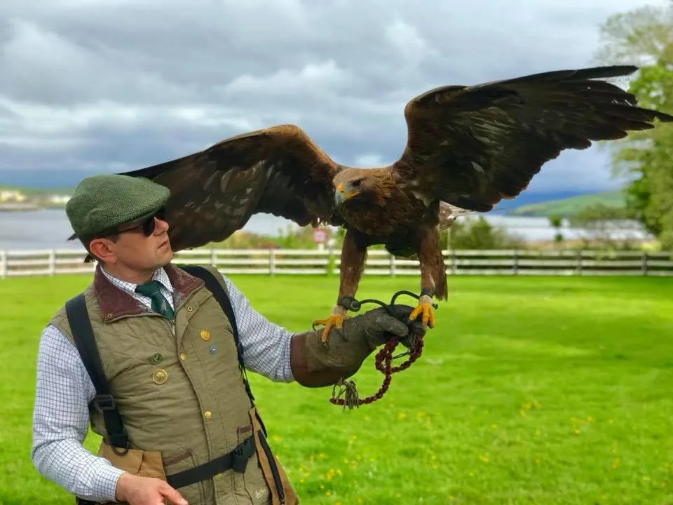 Kingdom Falconry - Dingle