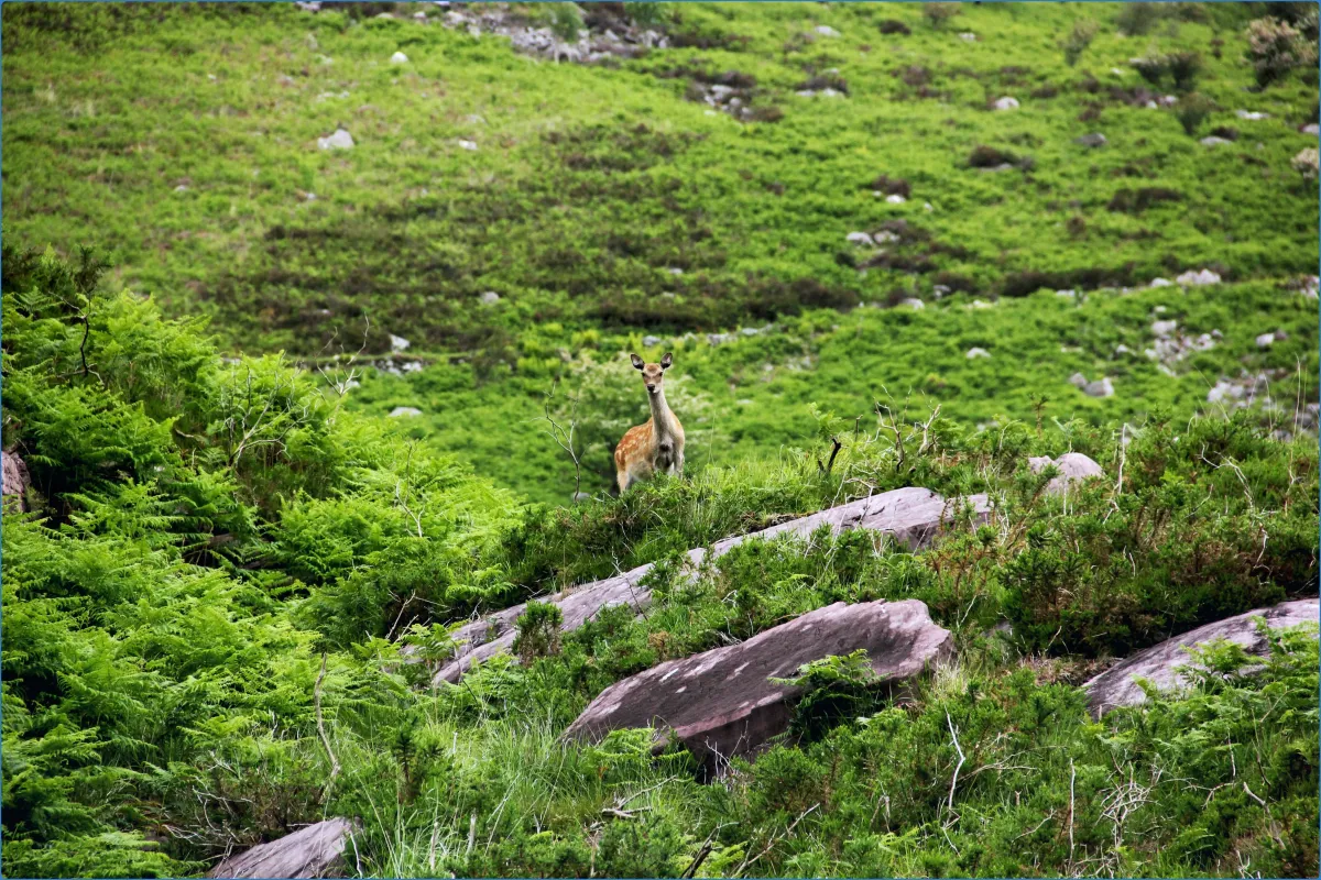 Gap of Dunloe