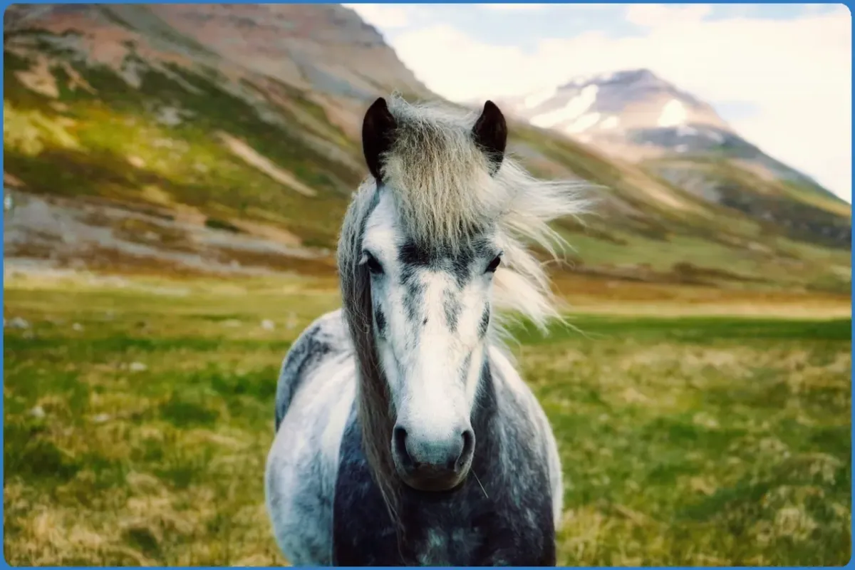 Hollywood Horse and Pony Trekking Centre