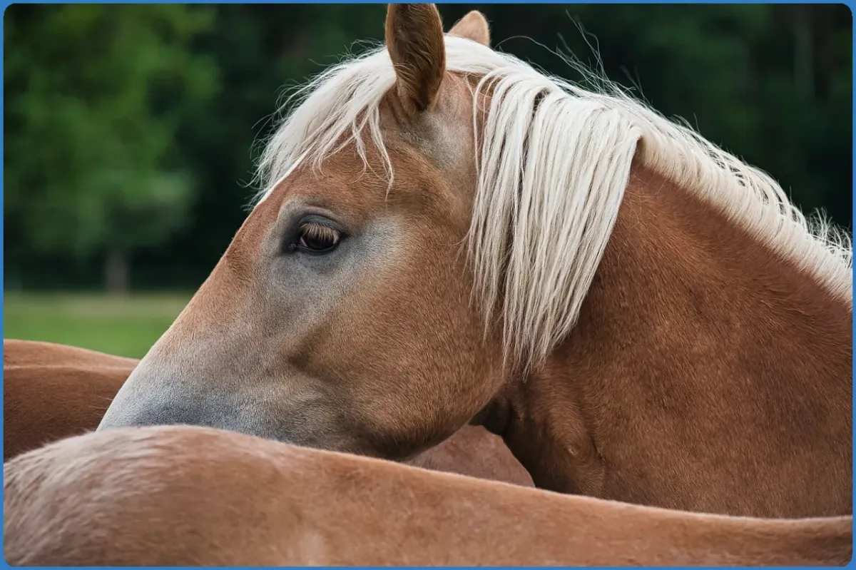 Hollywood Horse and Pony Trekking Centre