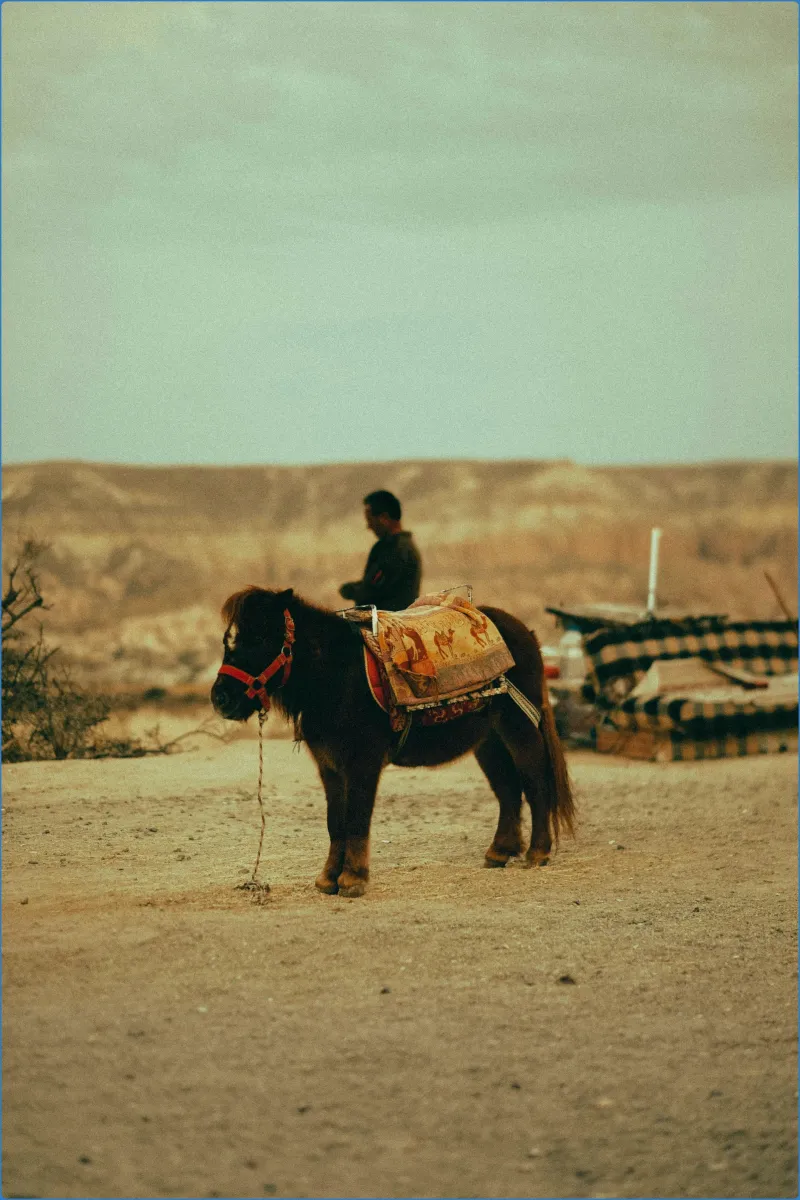 Hollywood Horse and Pony Trekking Centre