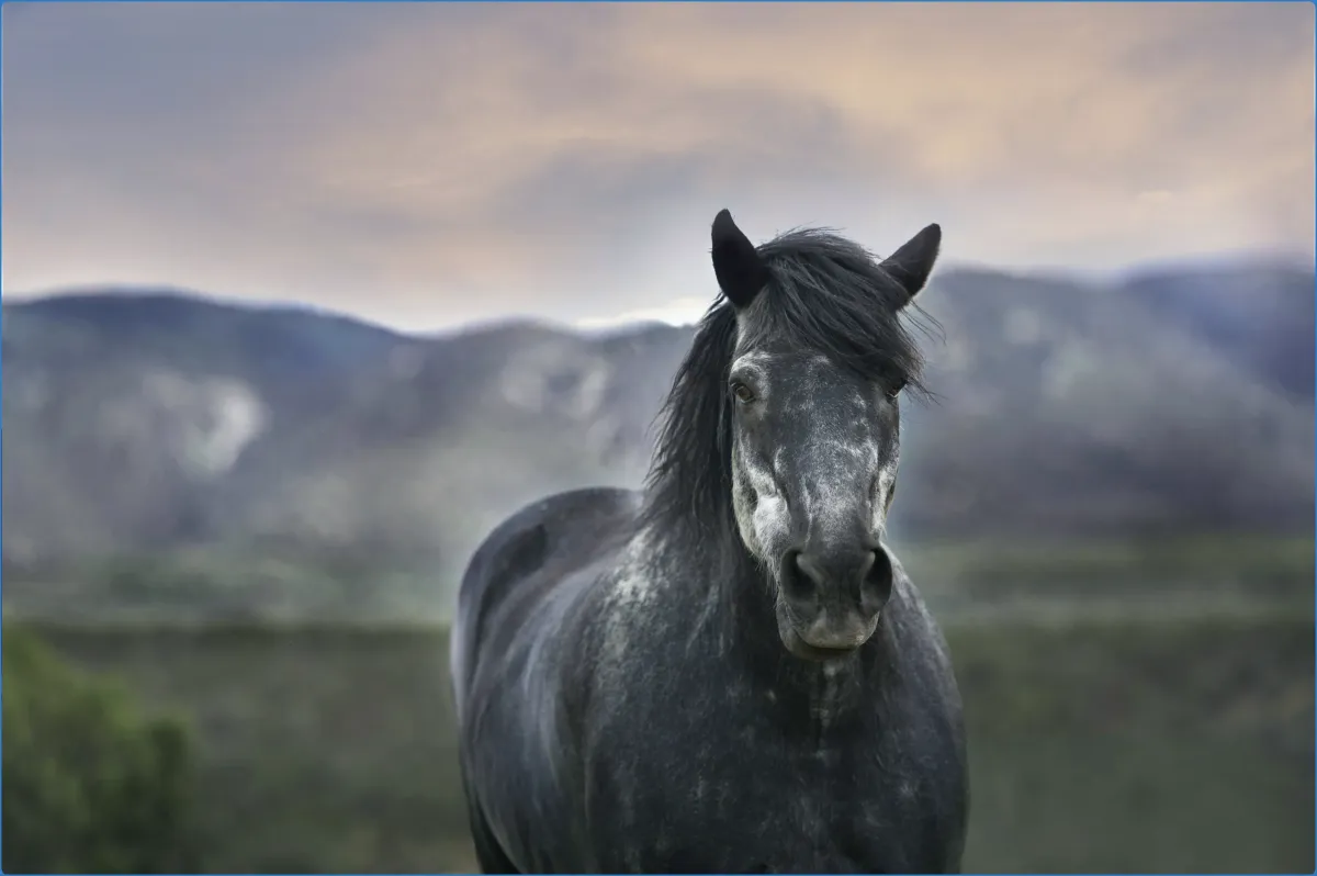 Hollywood Horse and Pony Trekking Centre