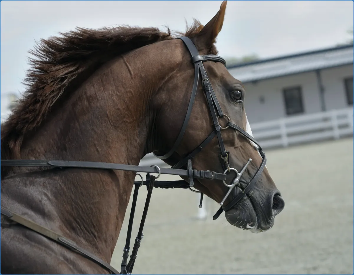 Hollywood Horse and Pony Trekking Centre