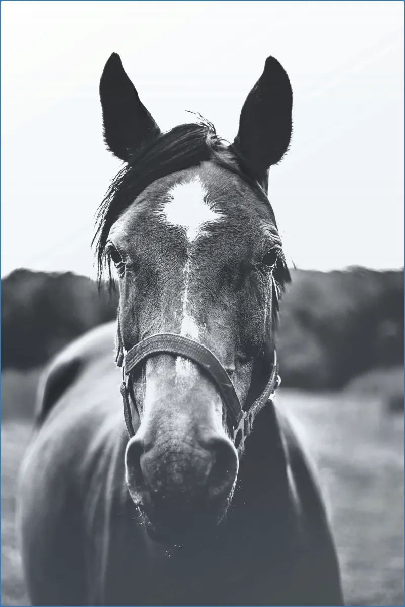 Hollywood Horse and Pony Trekking Centre