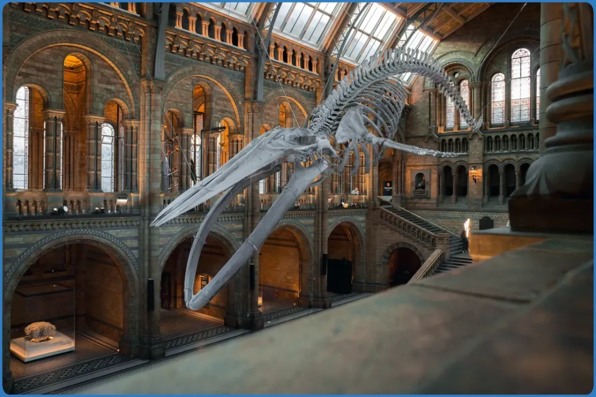 National Museum of Ireland—Archaeology