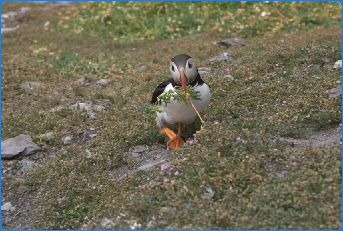 Skellig Michael