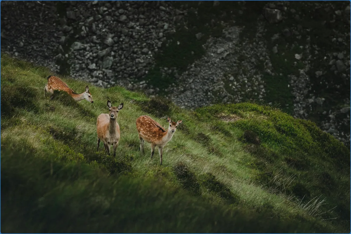 Wicklow Mountains National Park