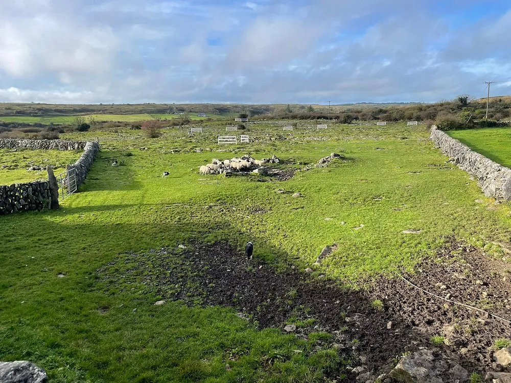 Caherconnell Stone Fort & Sheepdog Demonstrations