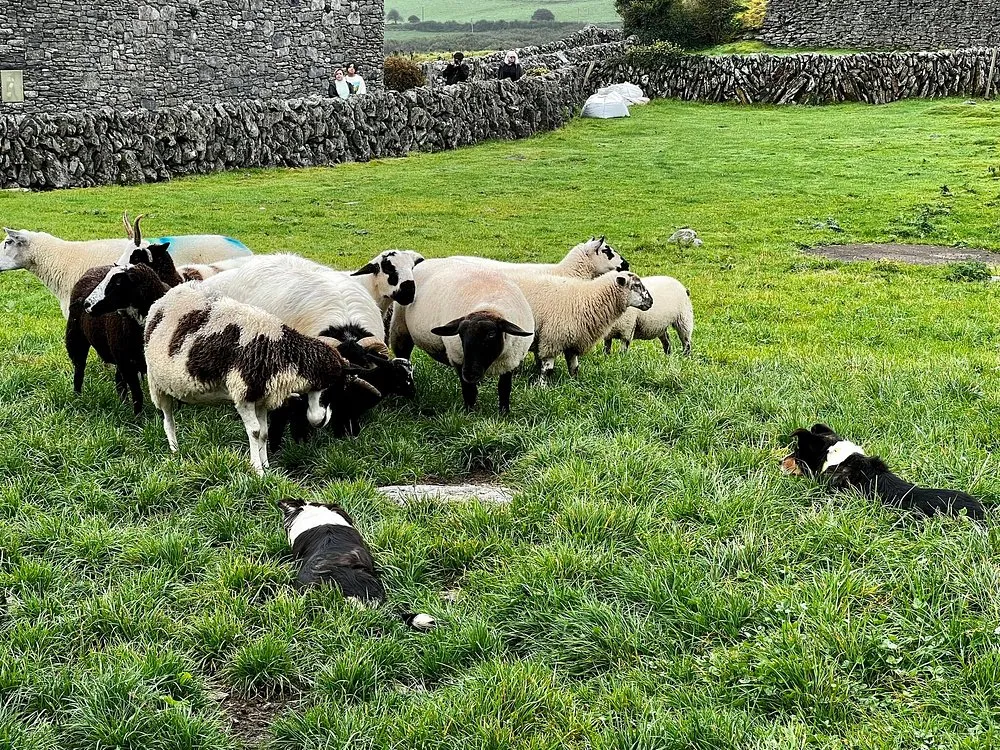 Caherconnell Stone Fort & Sheepdog Demonstrations