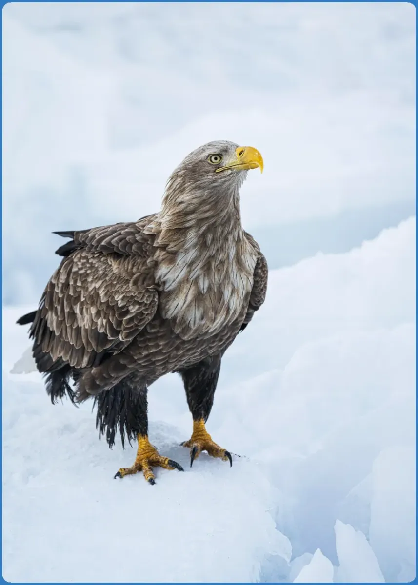 Eagle standing on snow