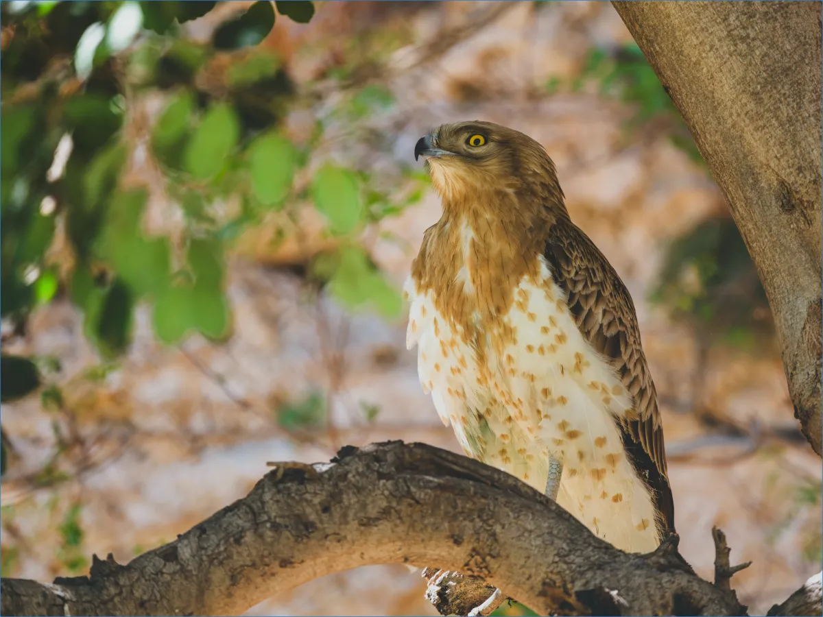 Eagle perched on a tree branch
