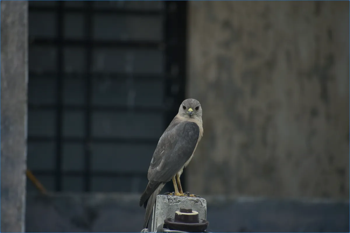 Bird perched on a concrete post
