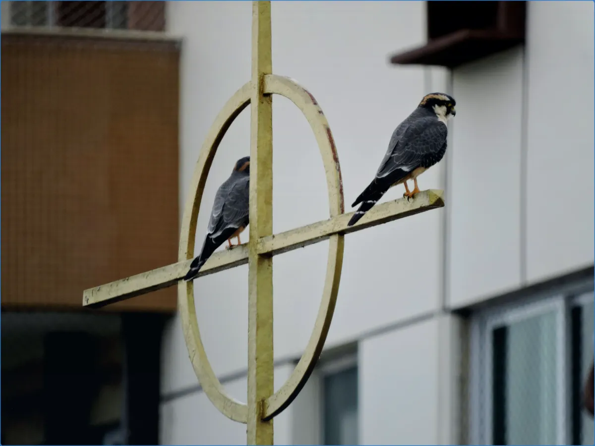 Two birds perched on a metal cross structure.