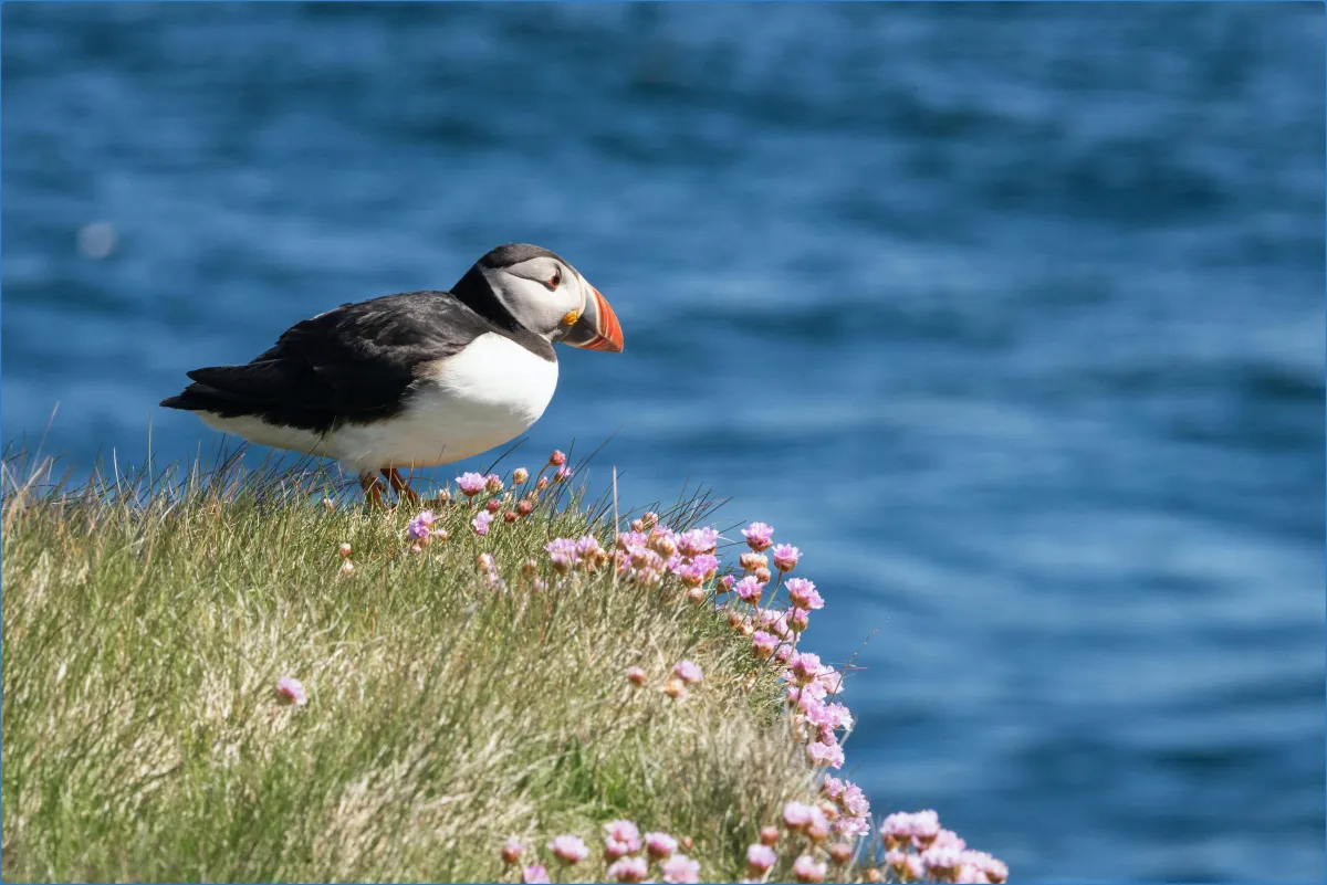 Great Blasket Island