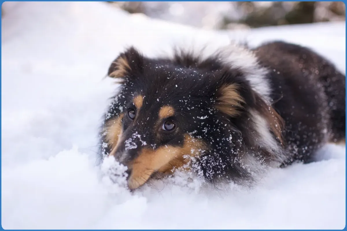 Joyce Country Sheepdogs