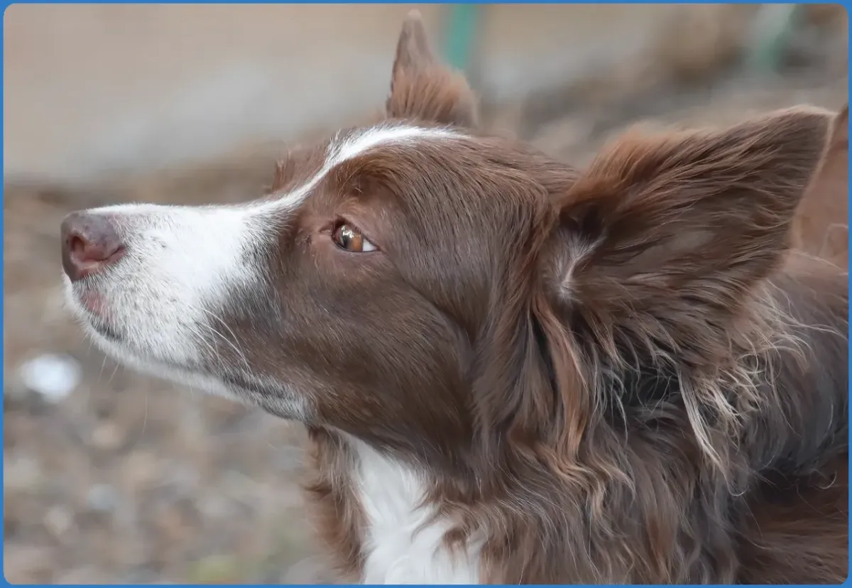 Joyce Country Sheepdogs