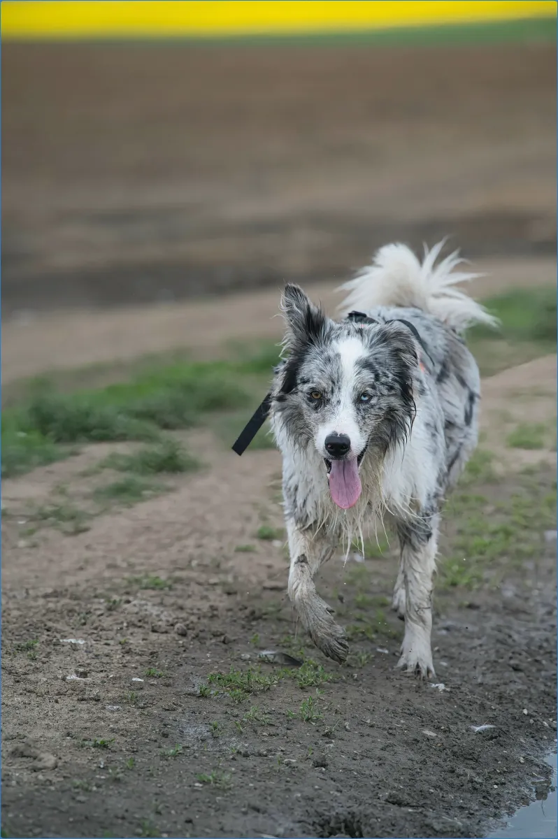 Joyce Country Sheepdogs