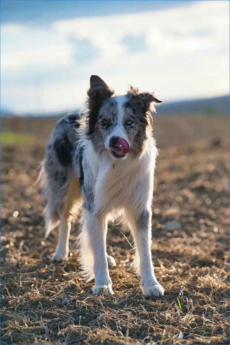 Joyce Country Sheepdogs