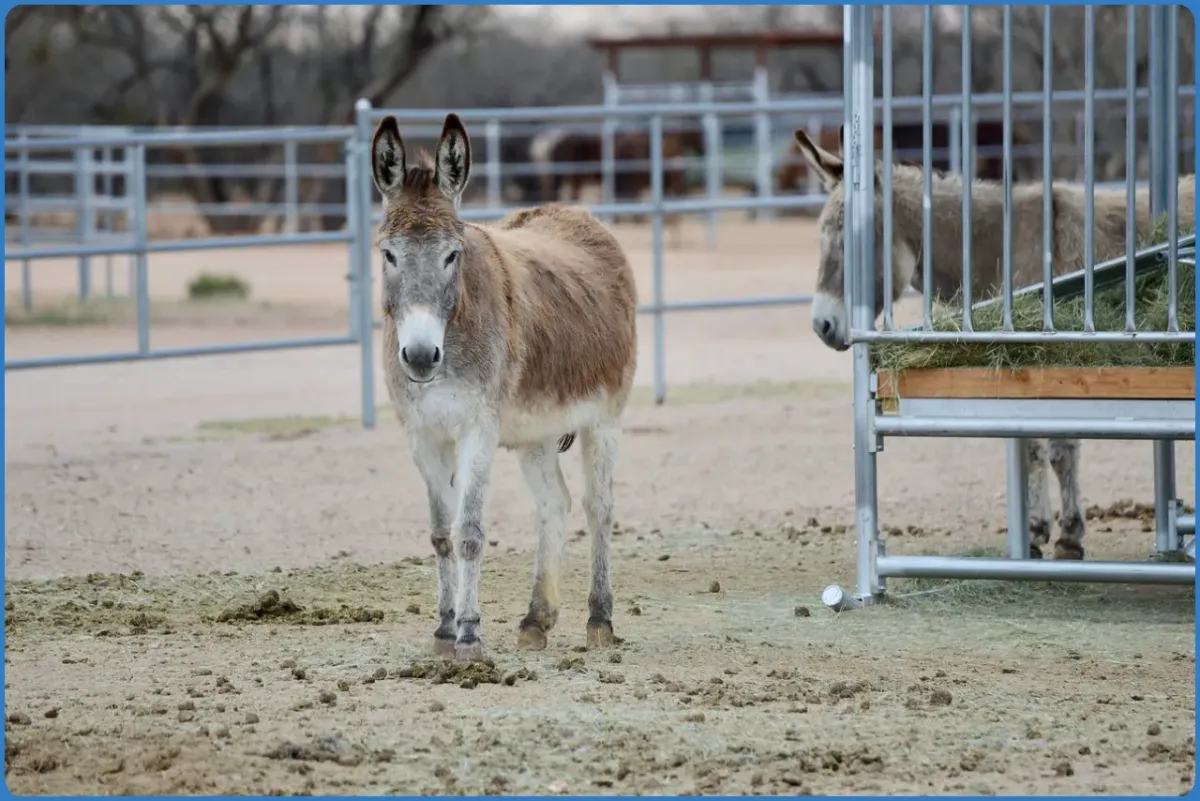 Donkey standing in a fenced area