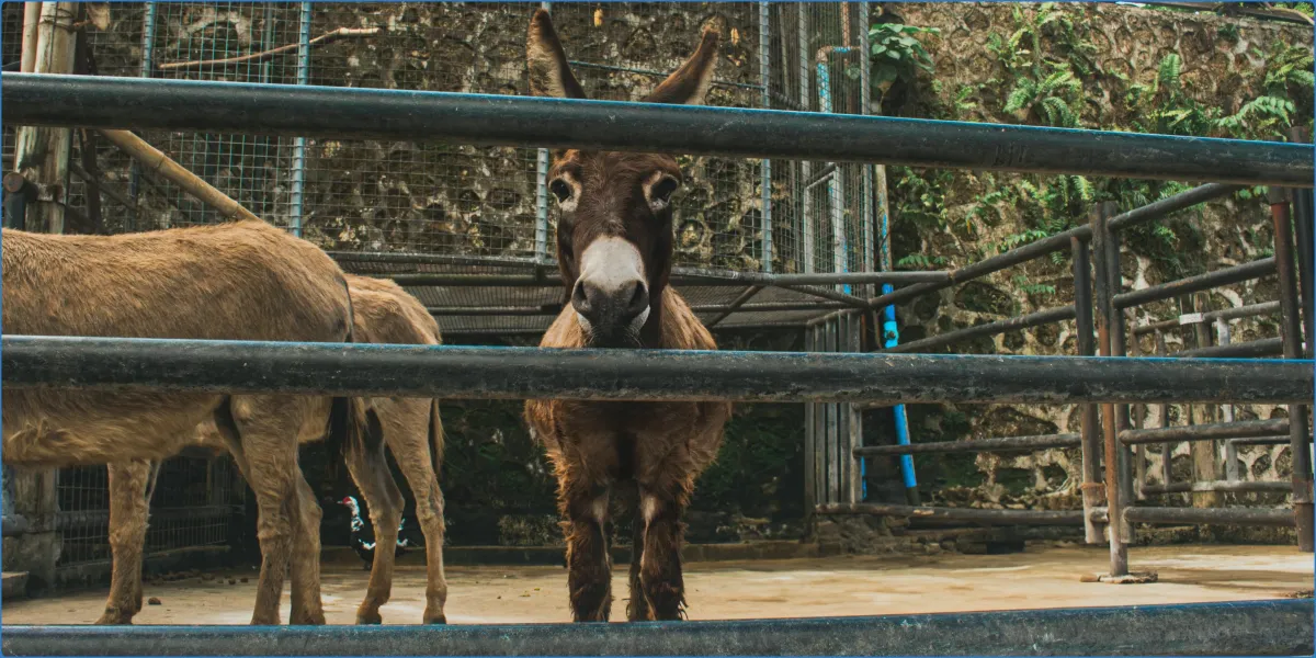 Donkey standing behind a metal fence