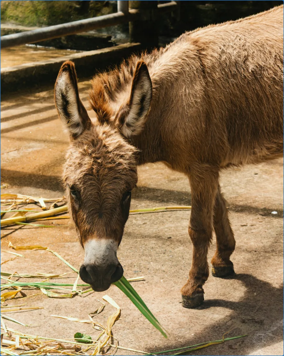 Donkey eating grass
