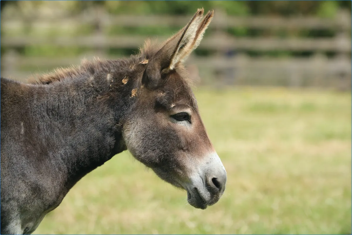 Side view of a donkey in a field