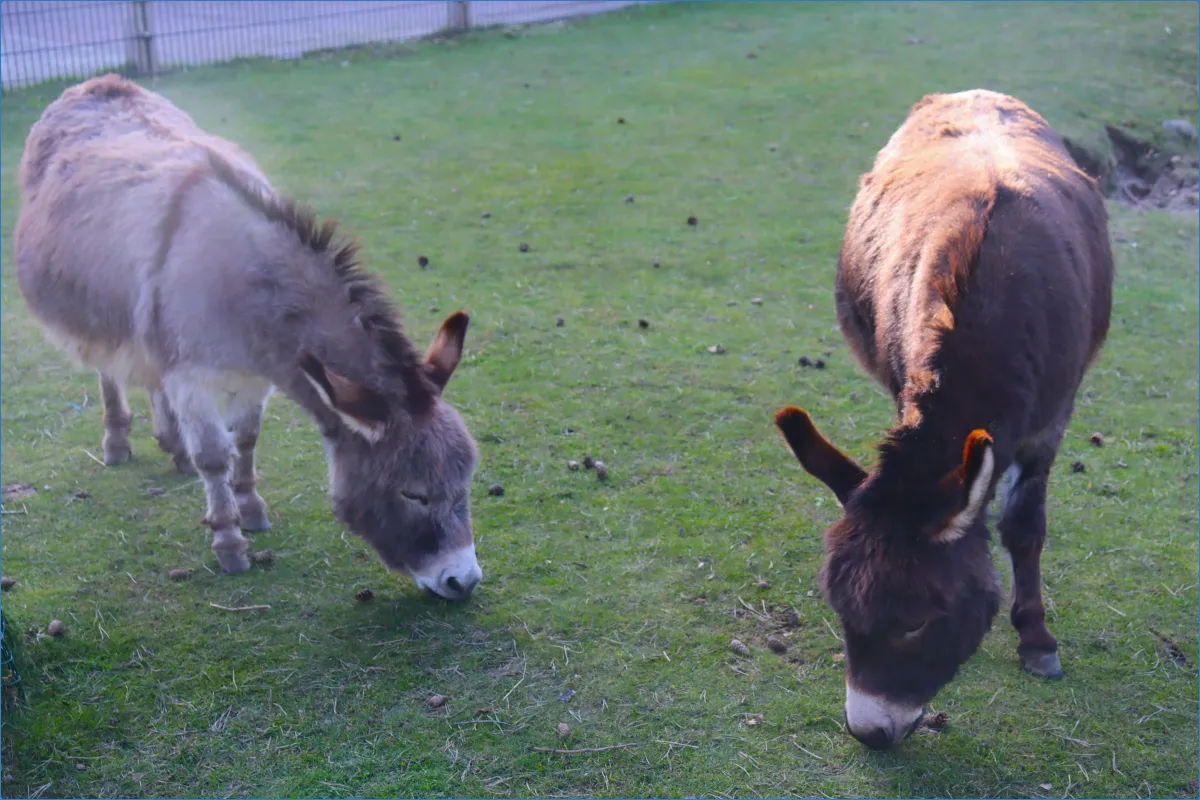 Two donkeys grazing on grass