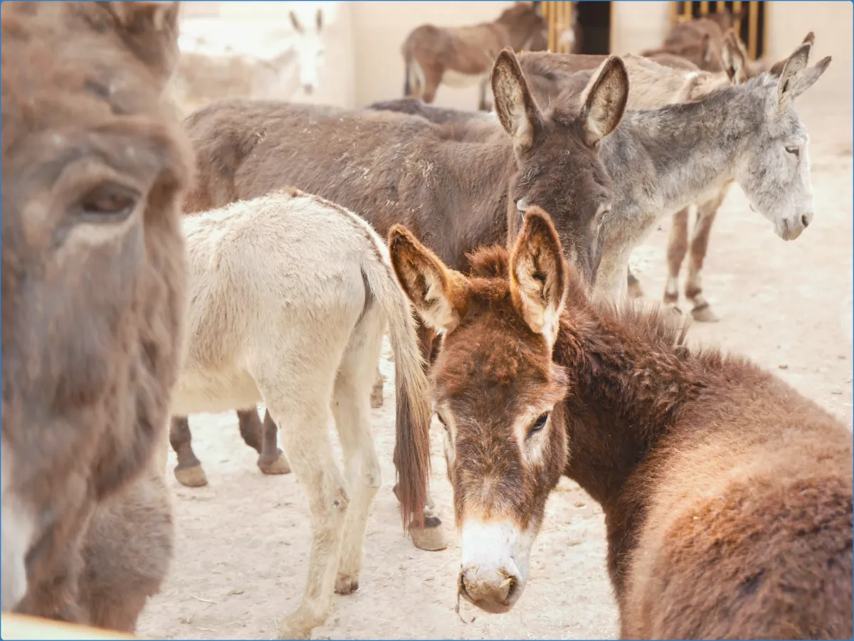 Group of donkeys standing together.