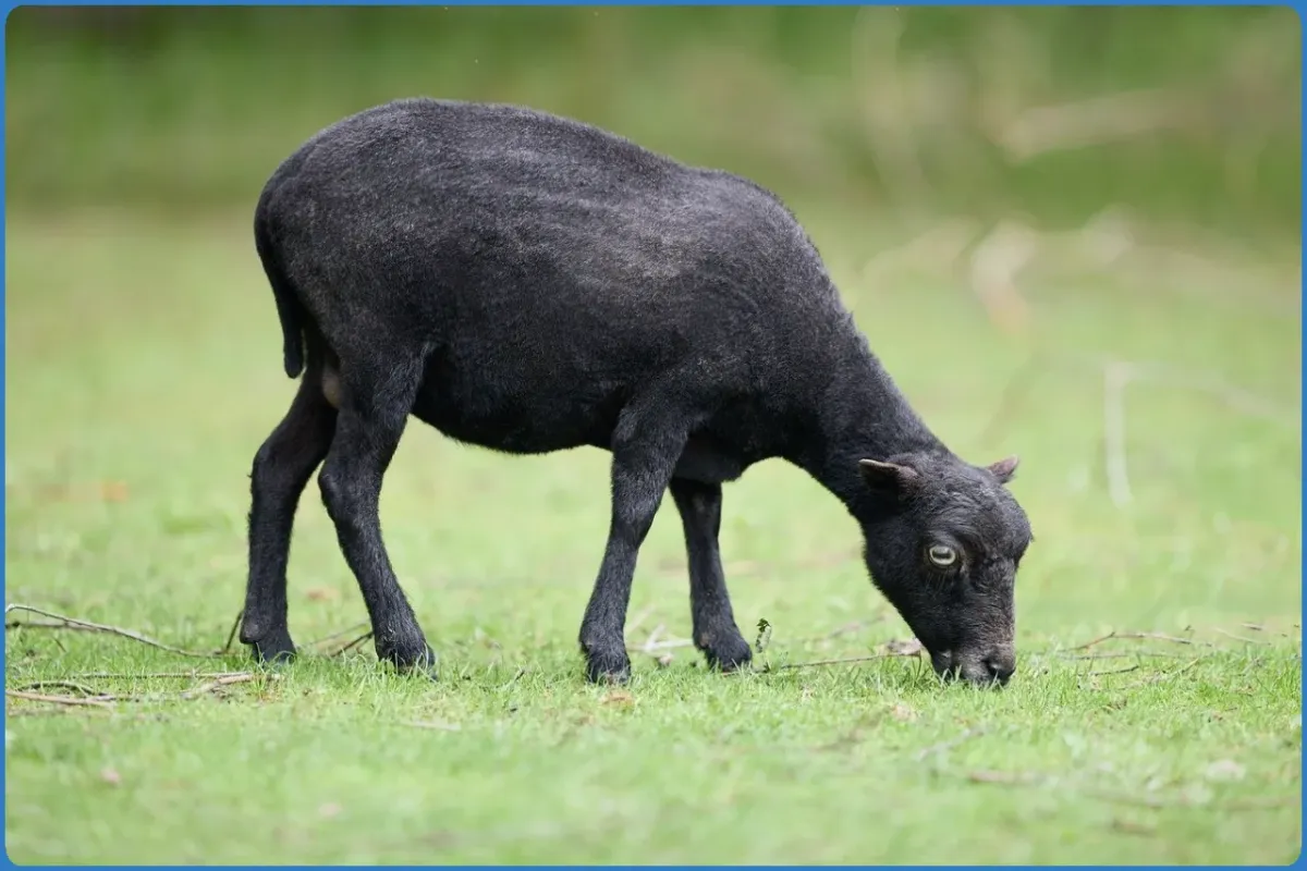 Black goat grazing on grass