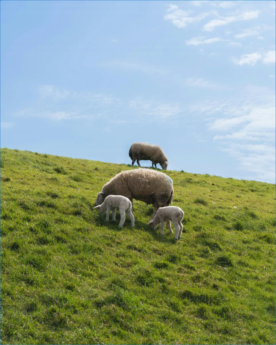 Sheep and lambs grazing on a grassy hill.