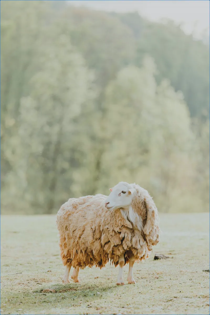 Sheep standing on grass