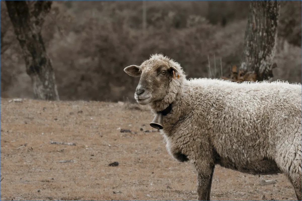 Sheep with a bell in a field