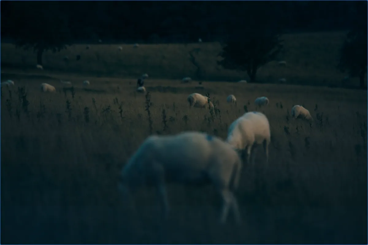 Sheep grazing in a field at dusk